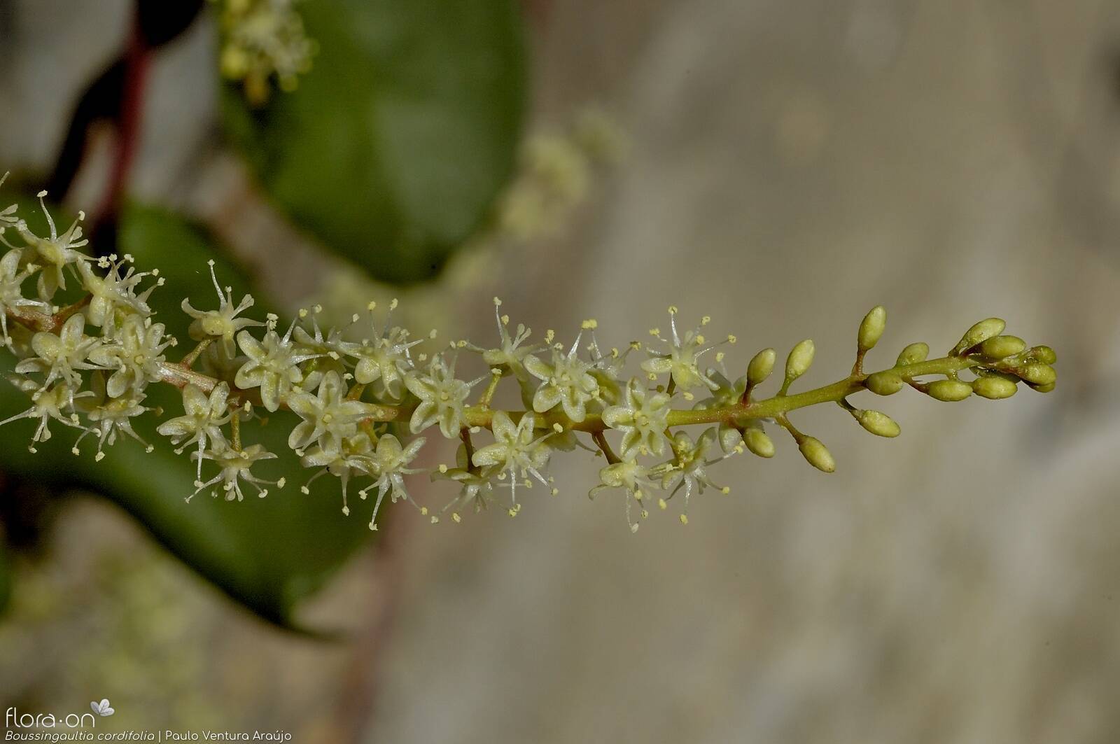 Boussingaultia cordifolia - Flor (geral) | Paulo Ventura Araújo; CC BY-NC 4.0