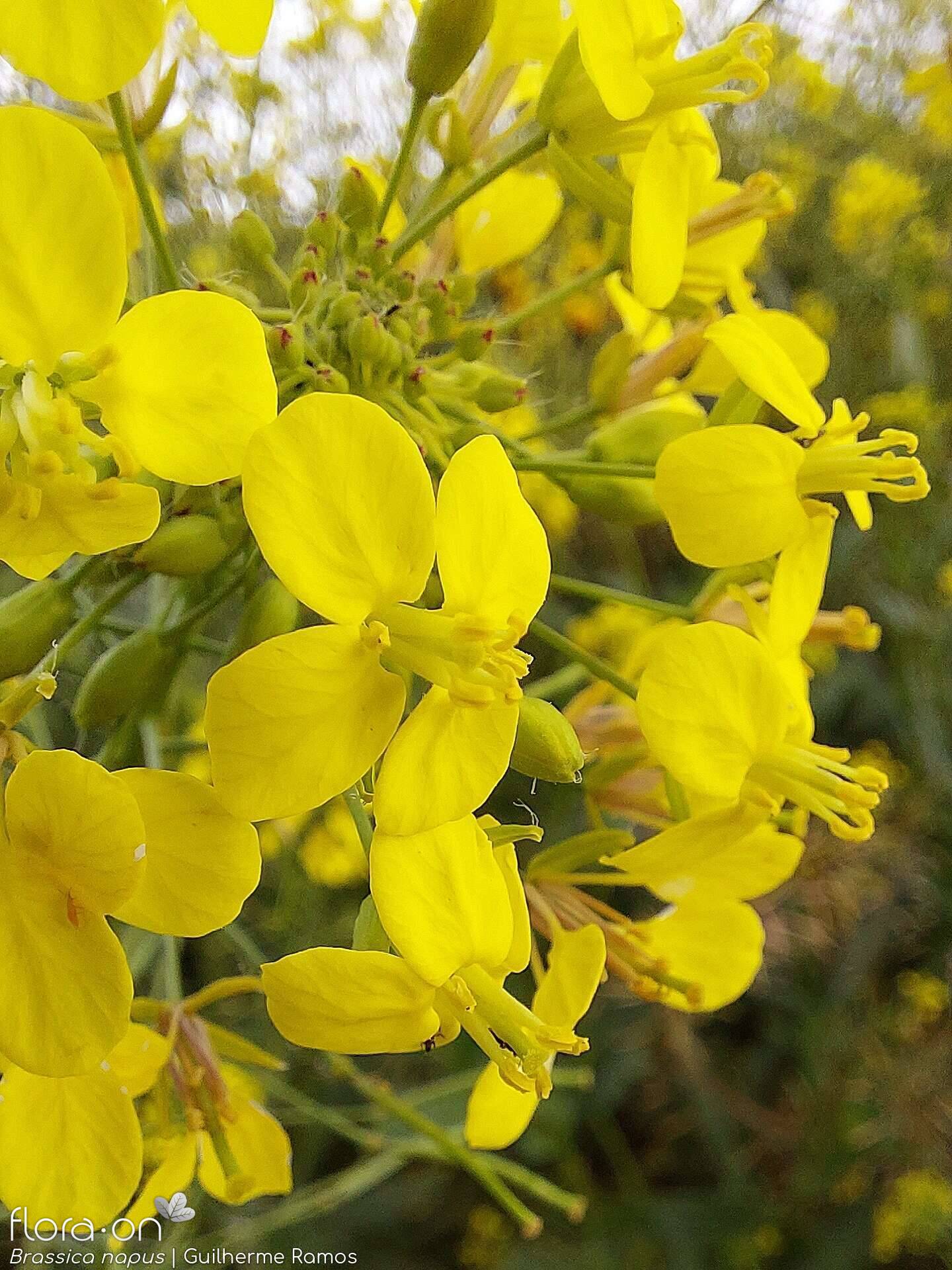 Brassica napus - Flor (close-up) | Guilherme Ramos; CC BY-NC 4.0