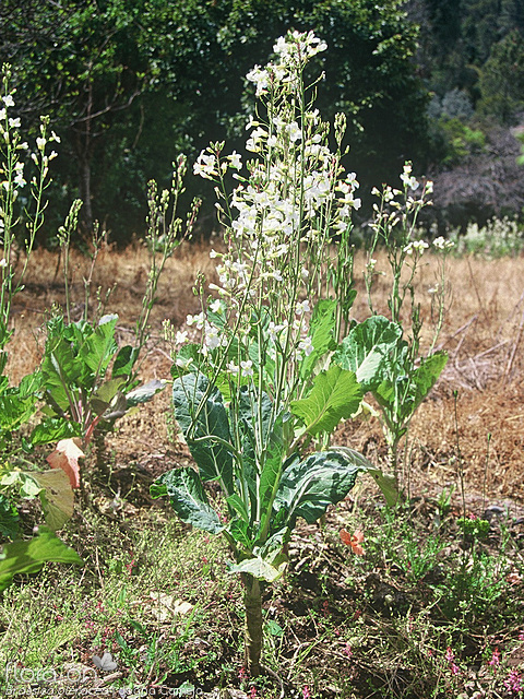 Brassica oleracea - Hábito | Joana Camejo; CC BY-NC 4.0