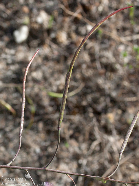 Brassica oxyrrhina - Fruto | Miguel Porto; CC BY-NC 4.0