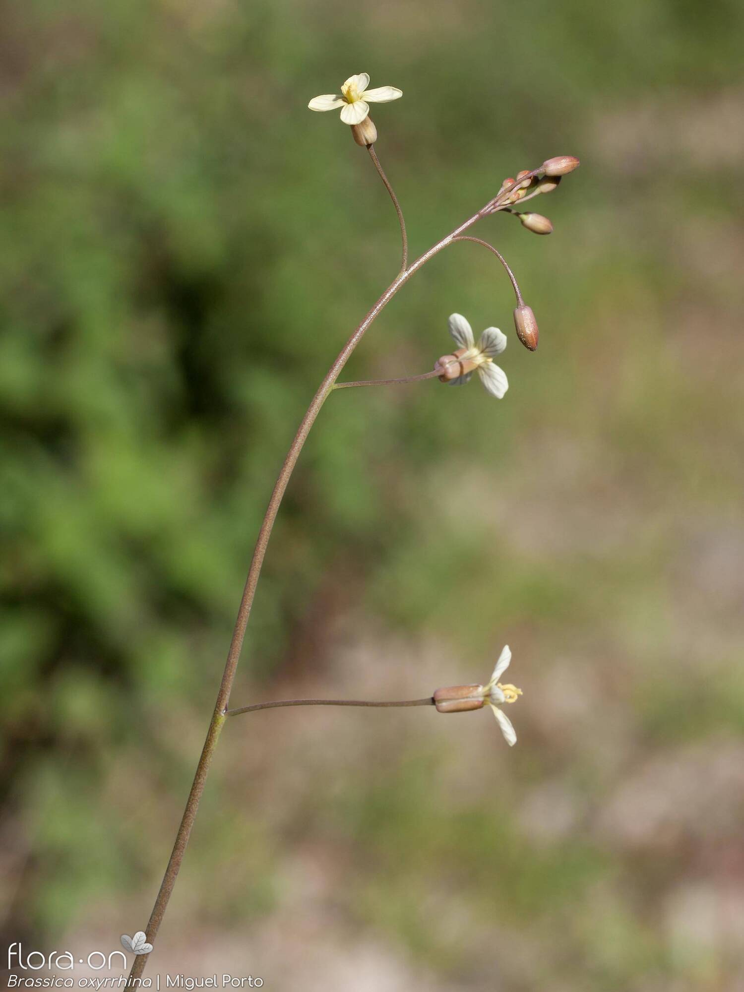Brassica oxyrrhina - Flor (geral) | Miguel Porto; CC BY-NC 4.0