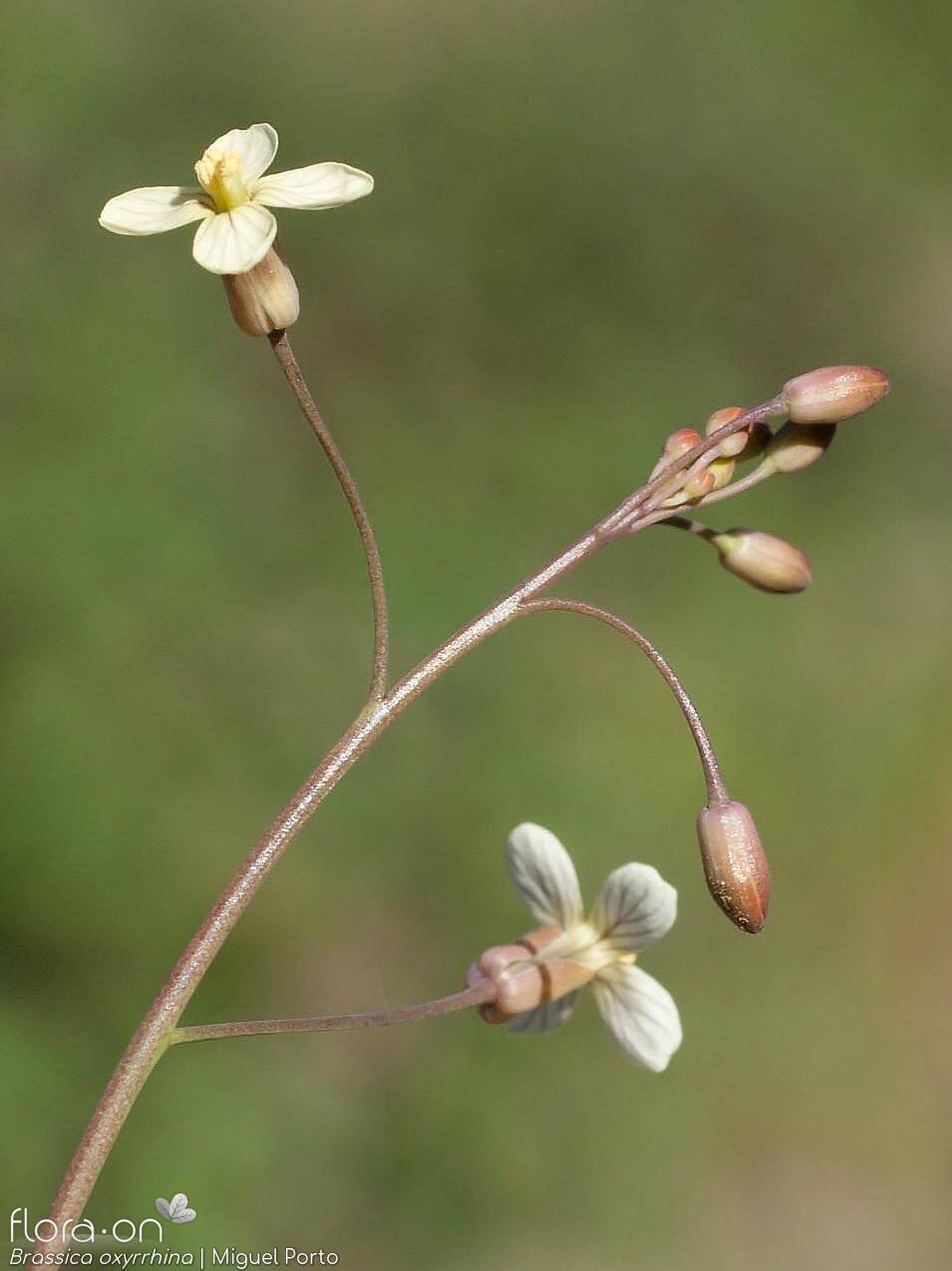 Brassica oxyrrhina - Flor (geral) | Miguel Porto; CC BY-NC 4.0