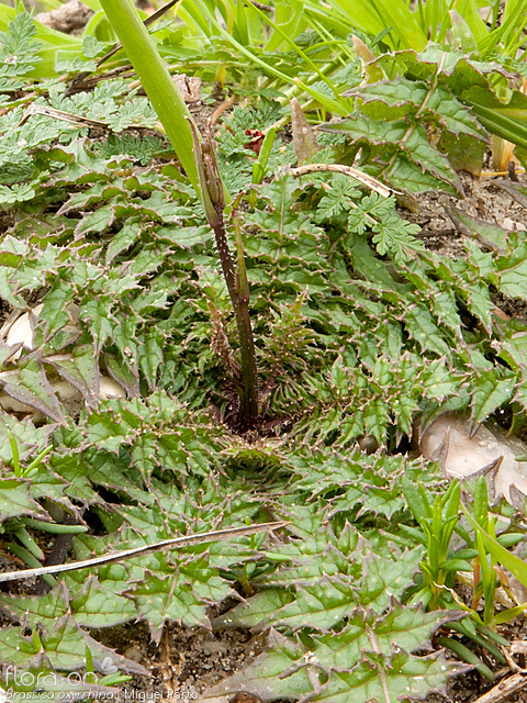 Brassica oxyrrhina - Hábito | Miguel Porto; CC BY-NC 4.0