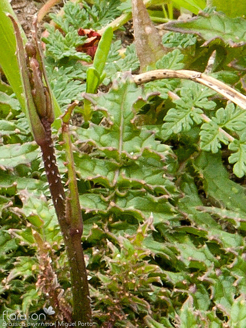 Brassica oxyrrhina - Caule | Miguel Porto; CC BY-NC 4.0