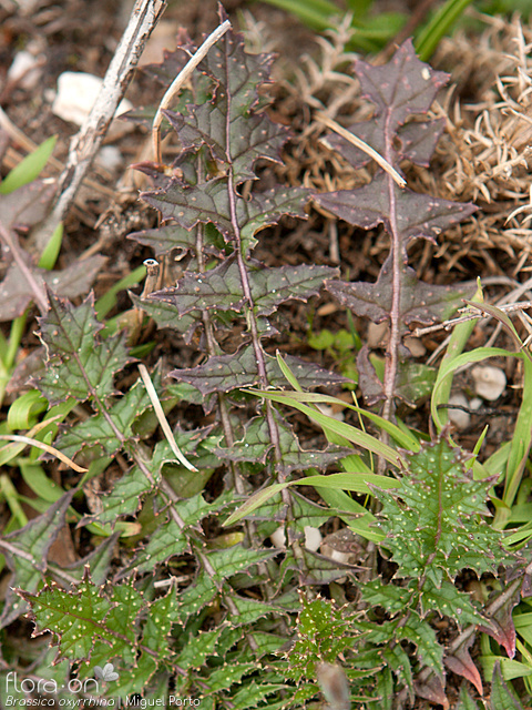 Brassica oxyrrhina - Folha | Miguel Porto; CC BY-NC 4.0