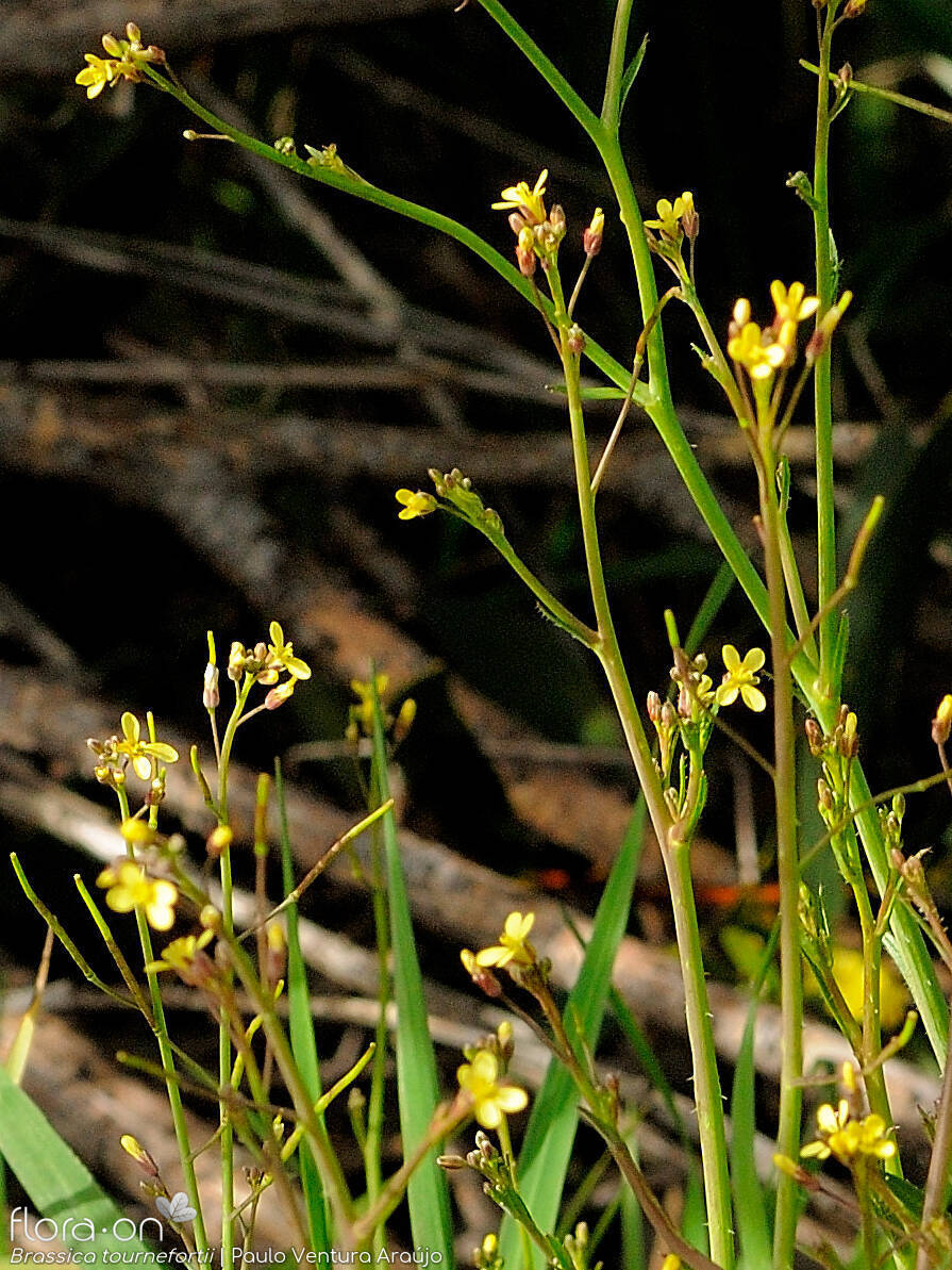 Brassica tournefortii - Flor (geral) | Paulo Ventura Araújo; CC BY-NC 4.0