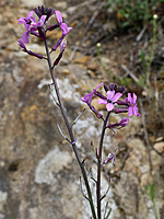 Brassicaceae