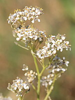 Brassicaceae