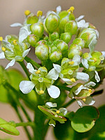 Brassicaceae