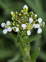 Brassicaceae