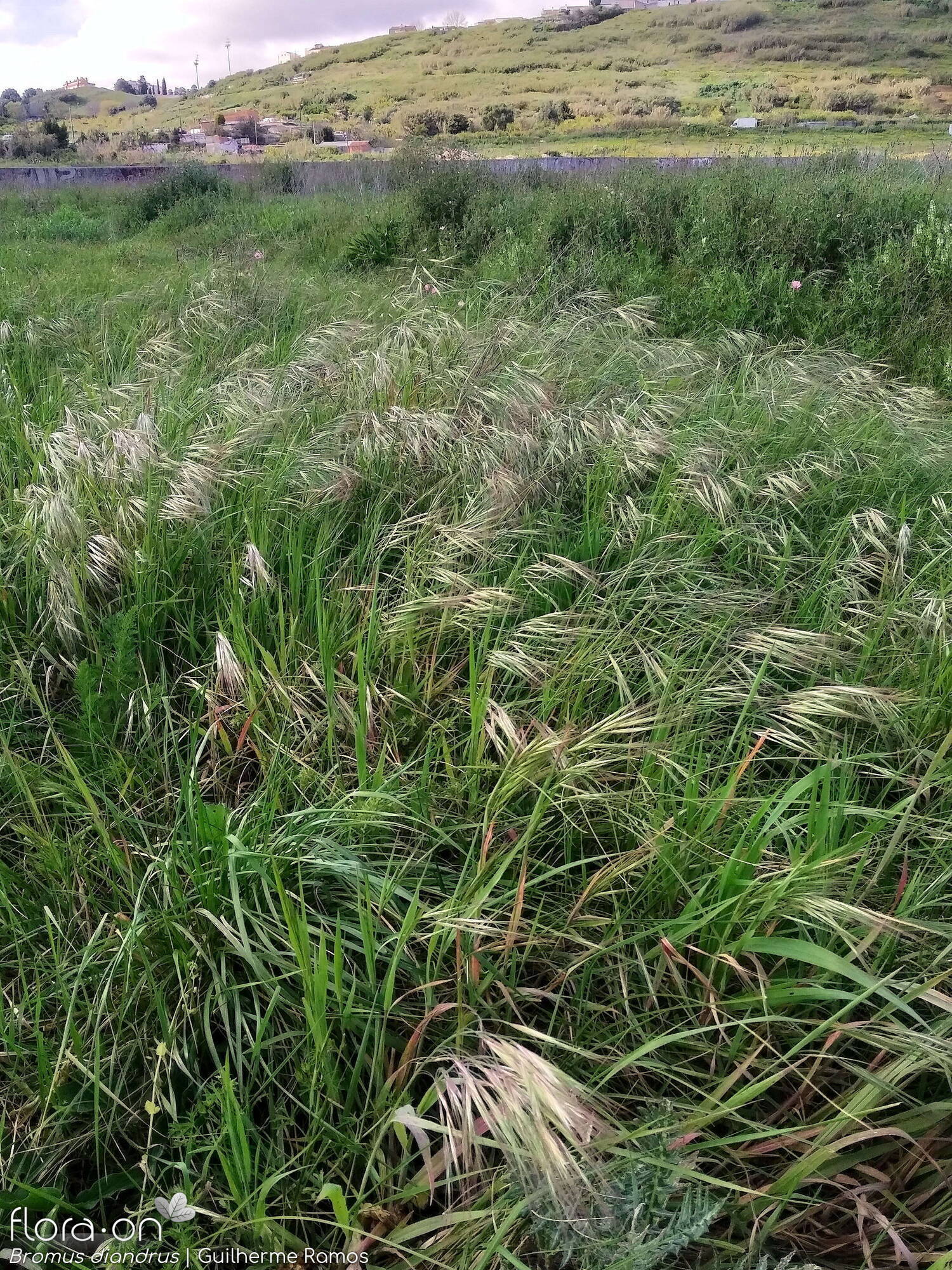 Bromus diandrus - Habitat | Guilherme Ramos; CC BY-NC 4.0