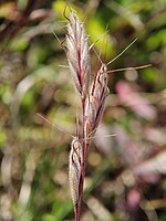 Bromus lanceolatus