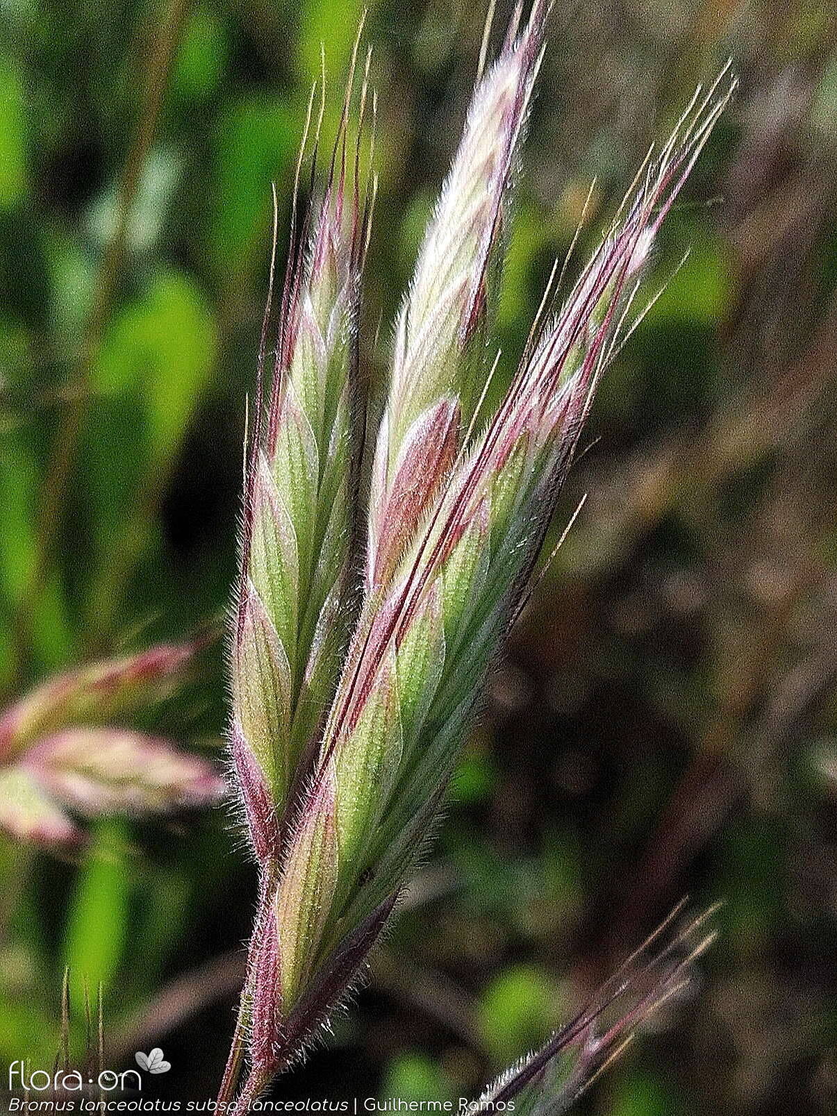 Bromus lanceolatus - Flor (close-up) | Guilherme Ramos; CC BY-NC 4.0