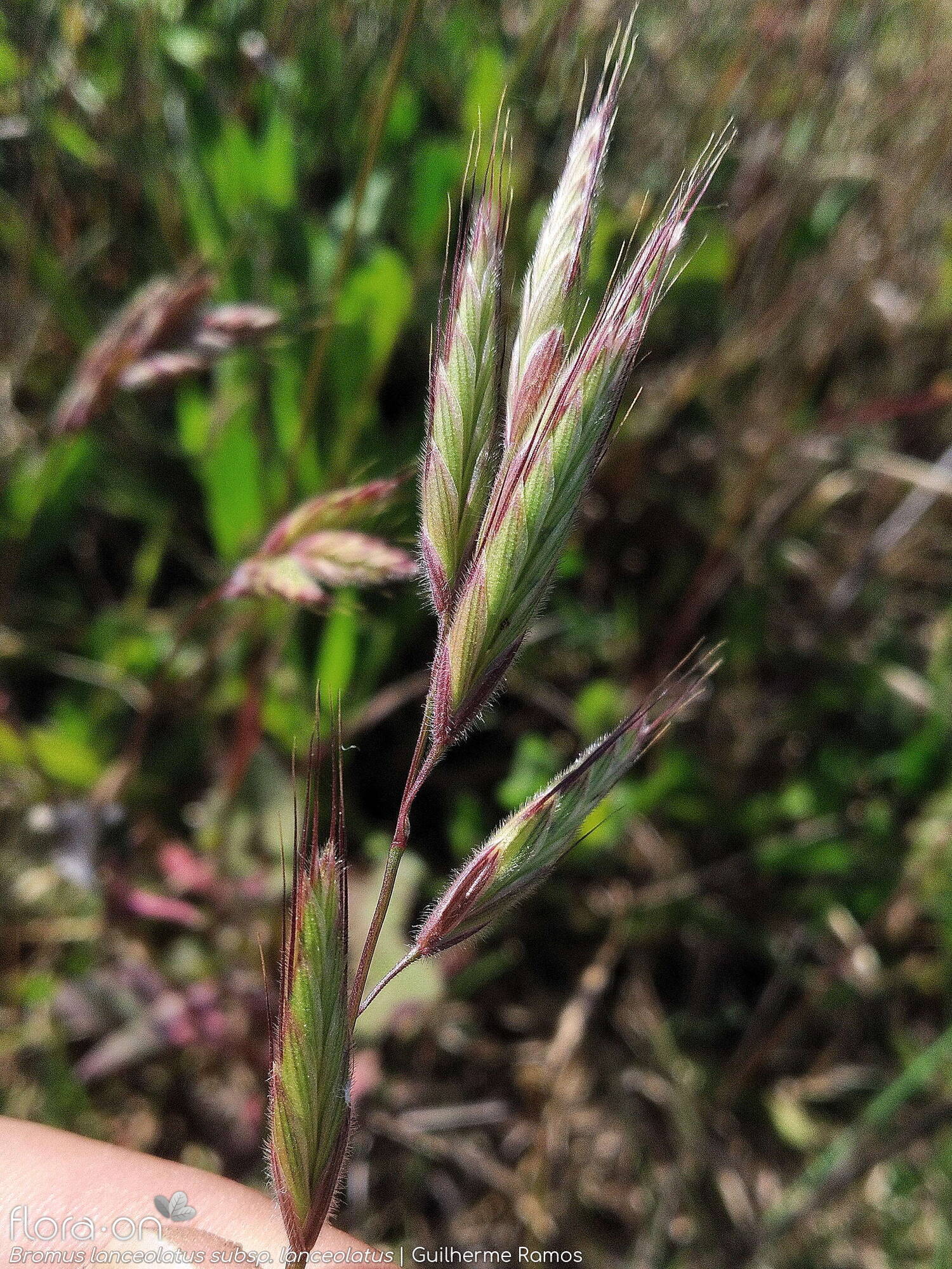 Bromus lanceolatus - Flor (geral) | Guilherme Ramos; CC BY-NC 4.0