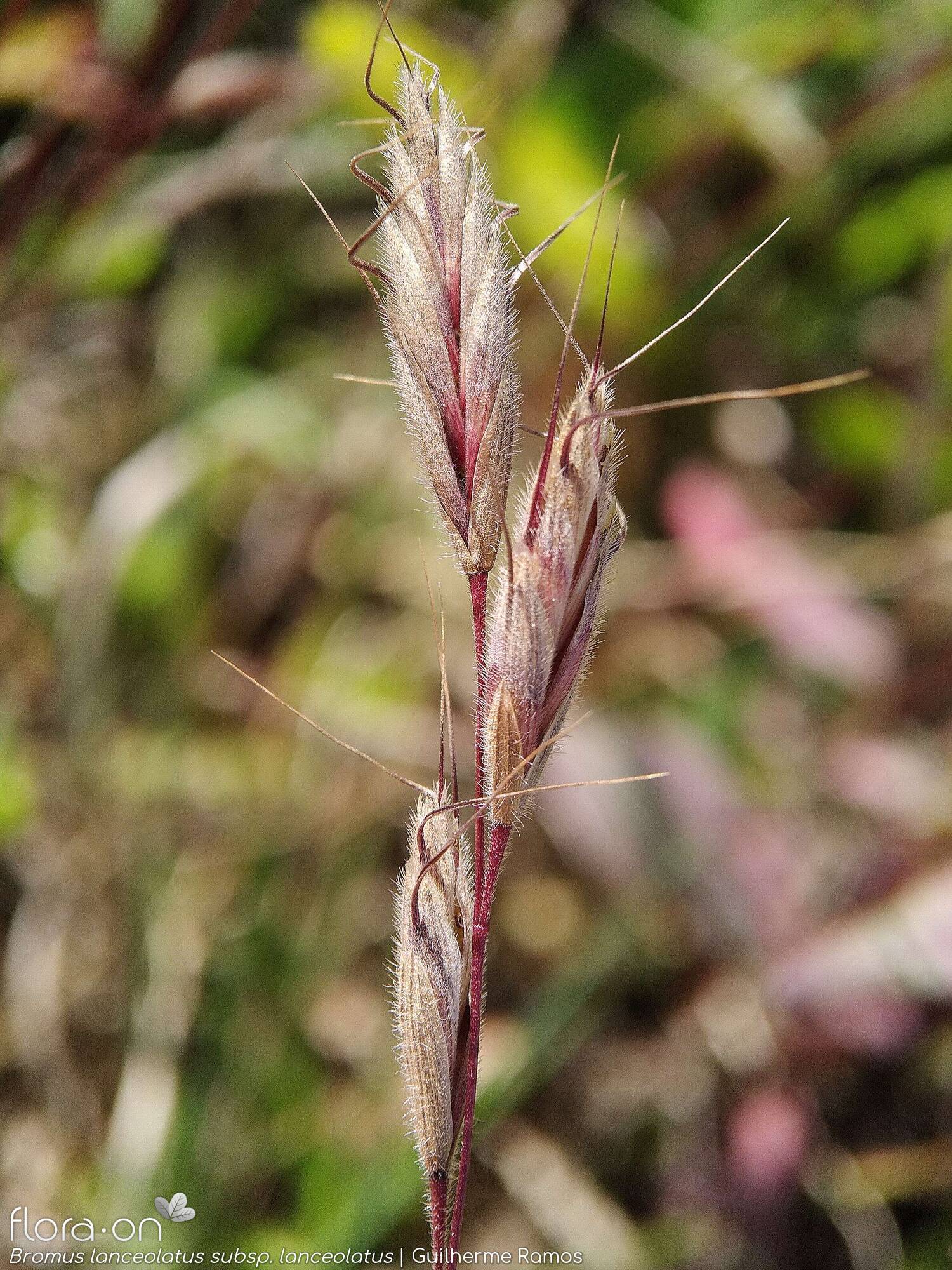 Bromus lanceolatus - Flor (close-up) | Guilherme Ramos; CC BY-NC 4.0