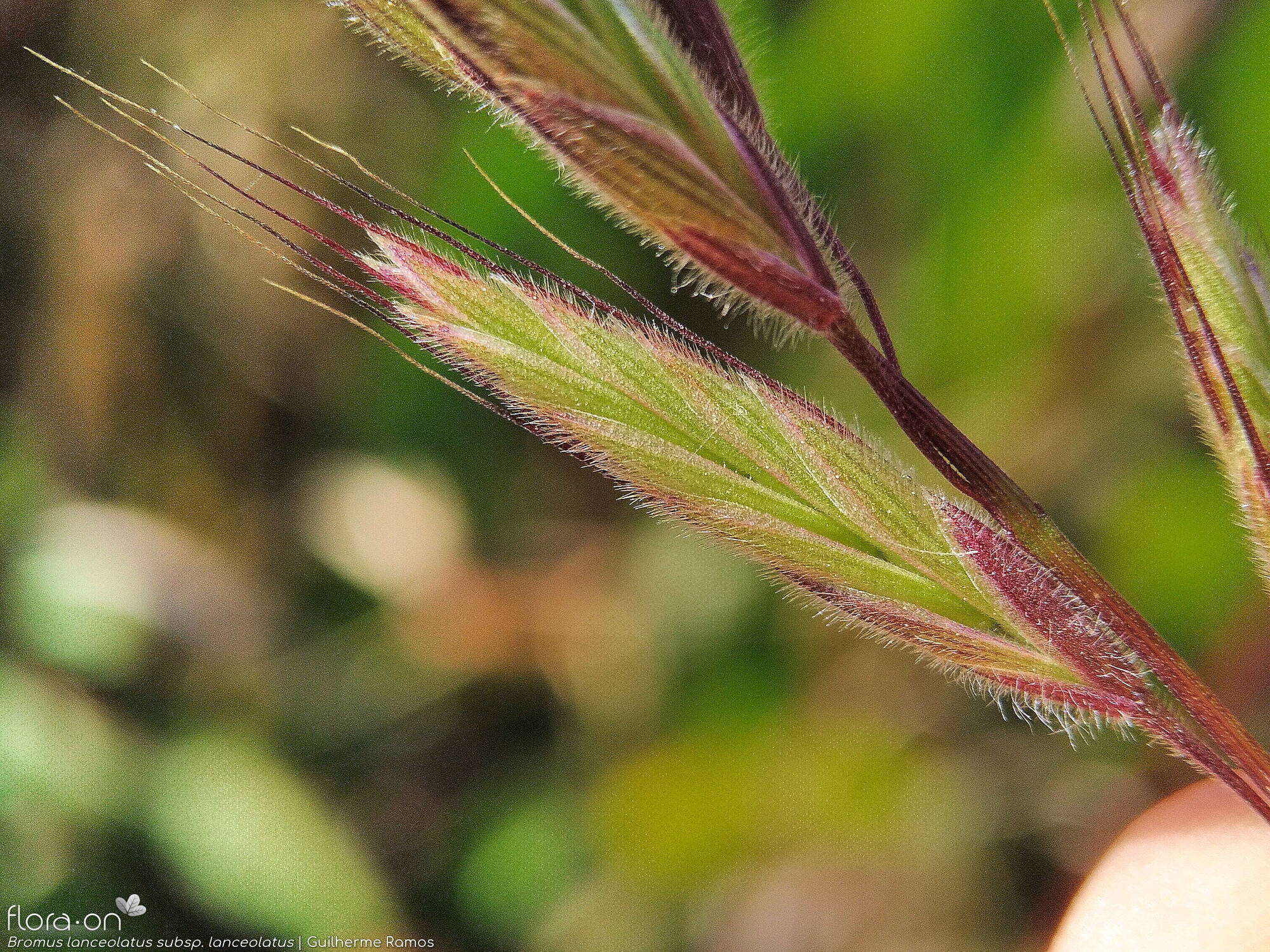 Bromus lanceolatus - Espigueta | Guilherme Ramos; CC BY-NC 4.0