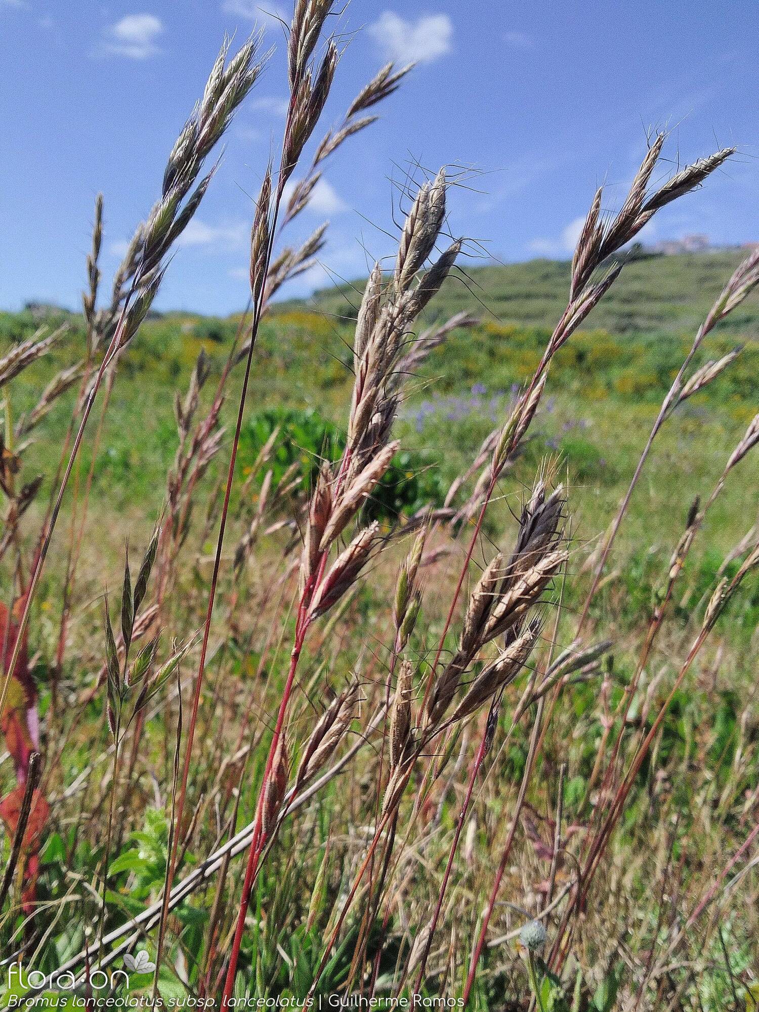 Bromus lanceolatus - Hábito | Guilherme Ramos; CC BY-NC 4.0