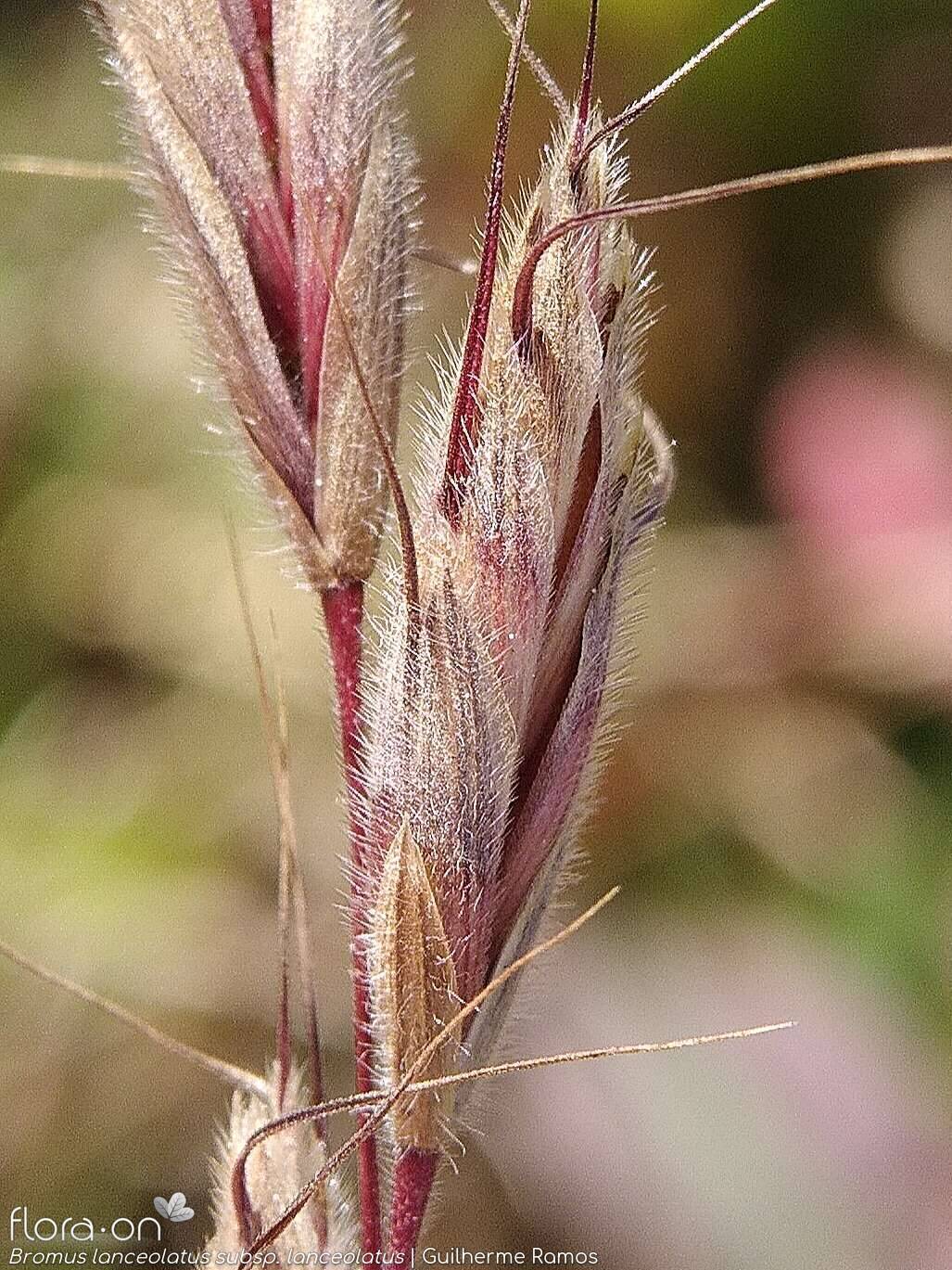 Bromus lanceolatus - Espigueta | Guilherme Ramos; CC BY-NC 4.0