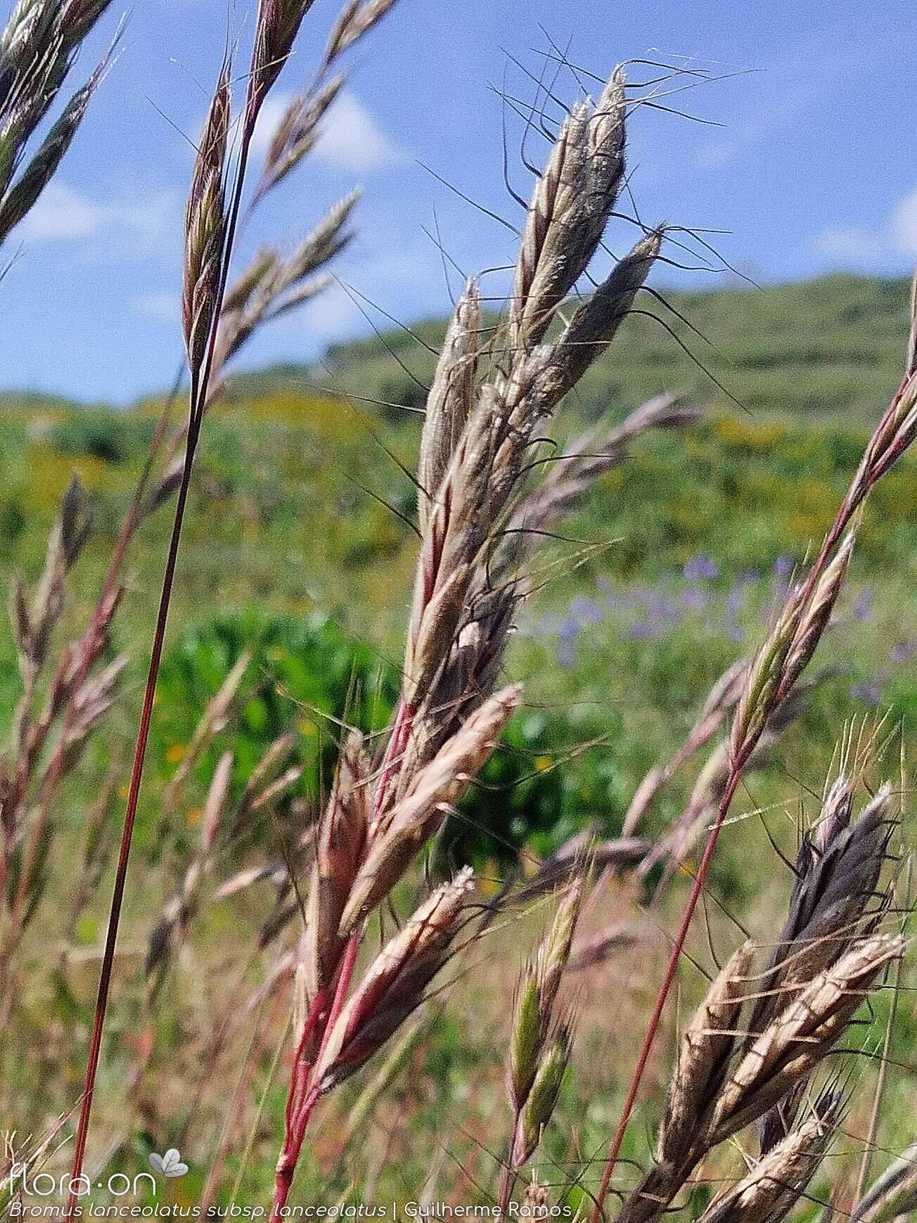 Bromus lanceolatus - Flor (geral) | Guilherme Ramos; CC BY-NC 4.0