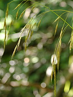 Bromus ramosus