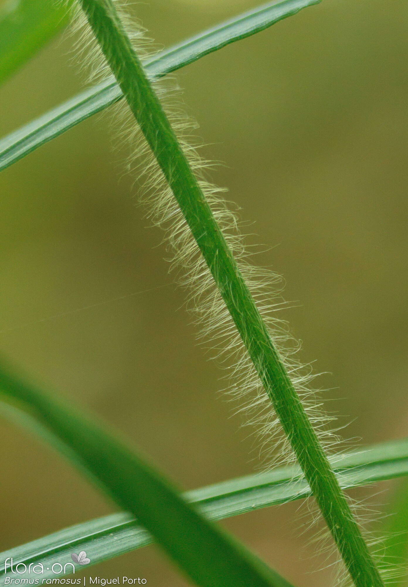 Bromus ramosus - Caule | Miguel Porto; CC BY-NC 4.0