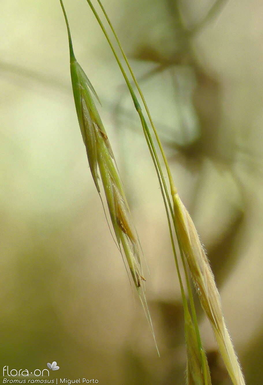 Bromus ramosus - Espigueta | Miguel Porto; CC BY-NC 4.0