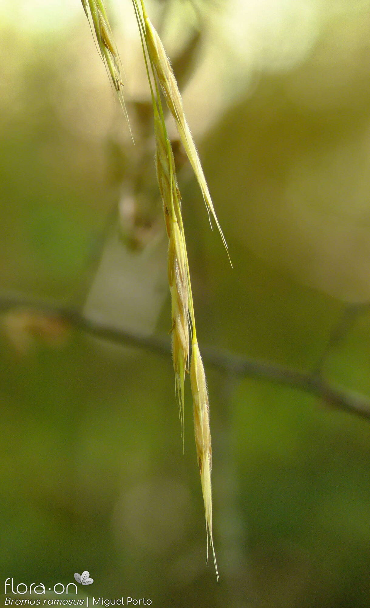 Bromus ramosus - Espigueta | Miguel Porto; CC BY-NC 4.0