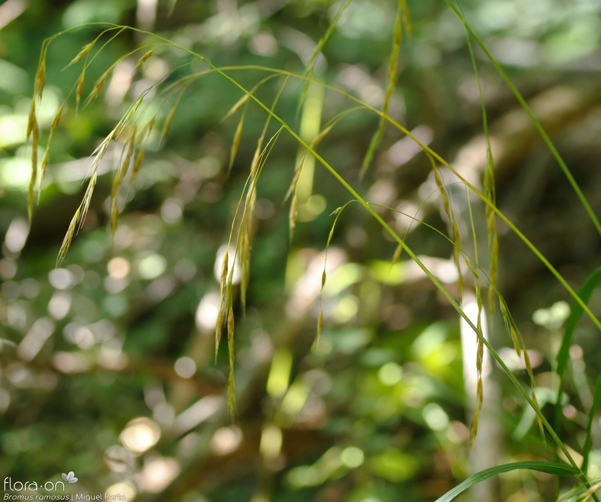 Bromus ramosus - Flor (geral) | Miguel Porto; CC BY-NC 4.0