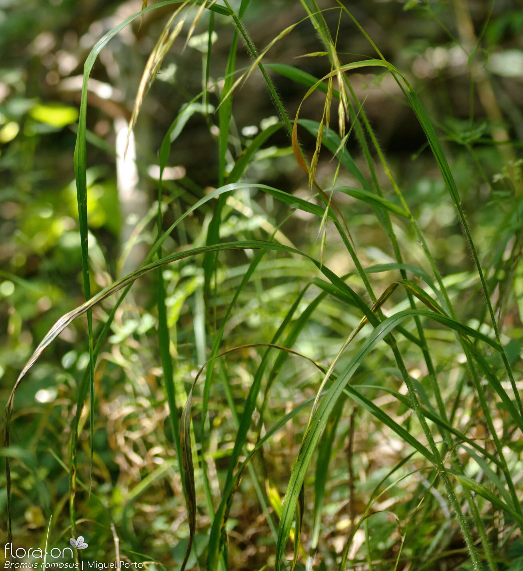 Bromus ramosus - Folha (geral) | Miguel Porto; CC BY-NC 4.0