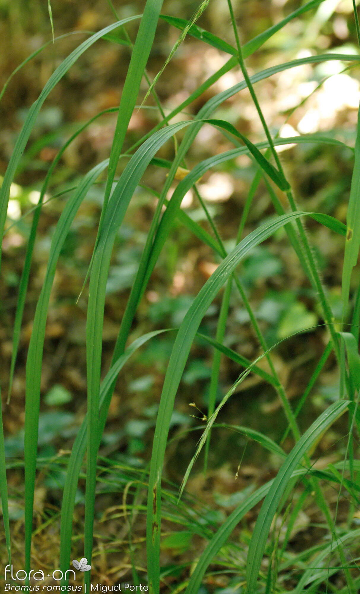 Bromus ramosus - Folha (geral) | Miguel Porto; CC BY-NC 4.0