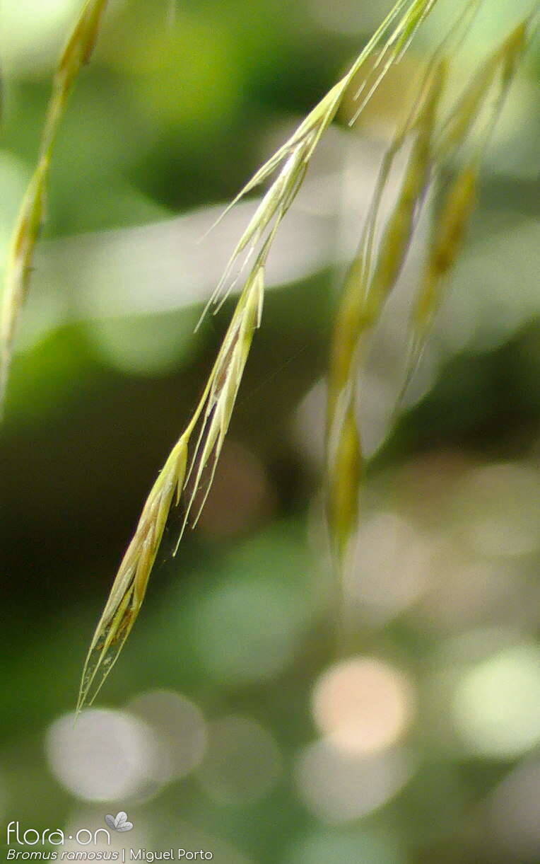 Bromus ramosus - Flor (close-up) | Miguel Porto; CC BY-NC 4.0