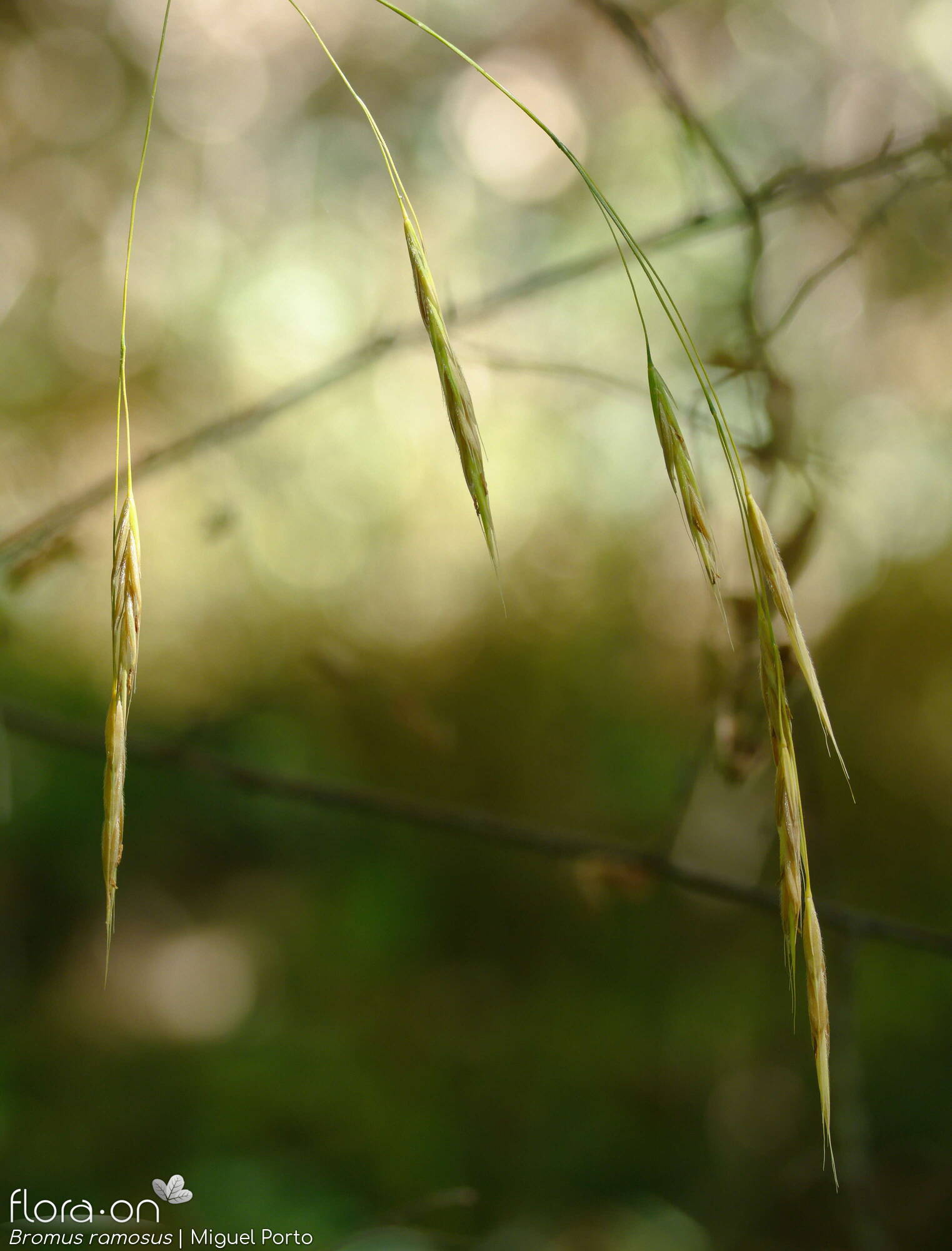 Bromus ramosus - Flor (geral) | Miguel Porto; CC BY-NC 4.0