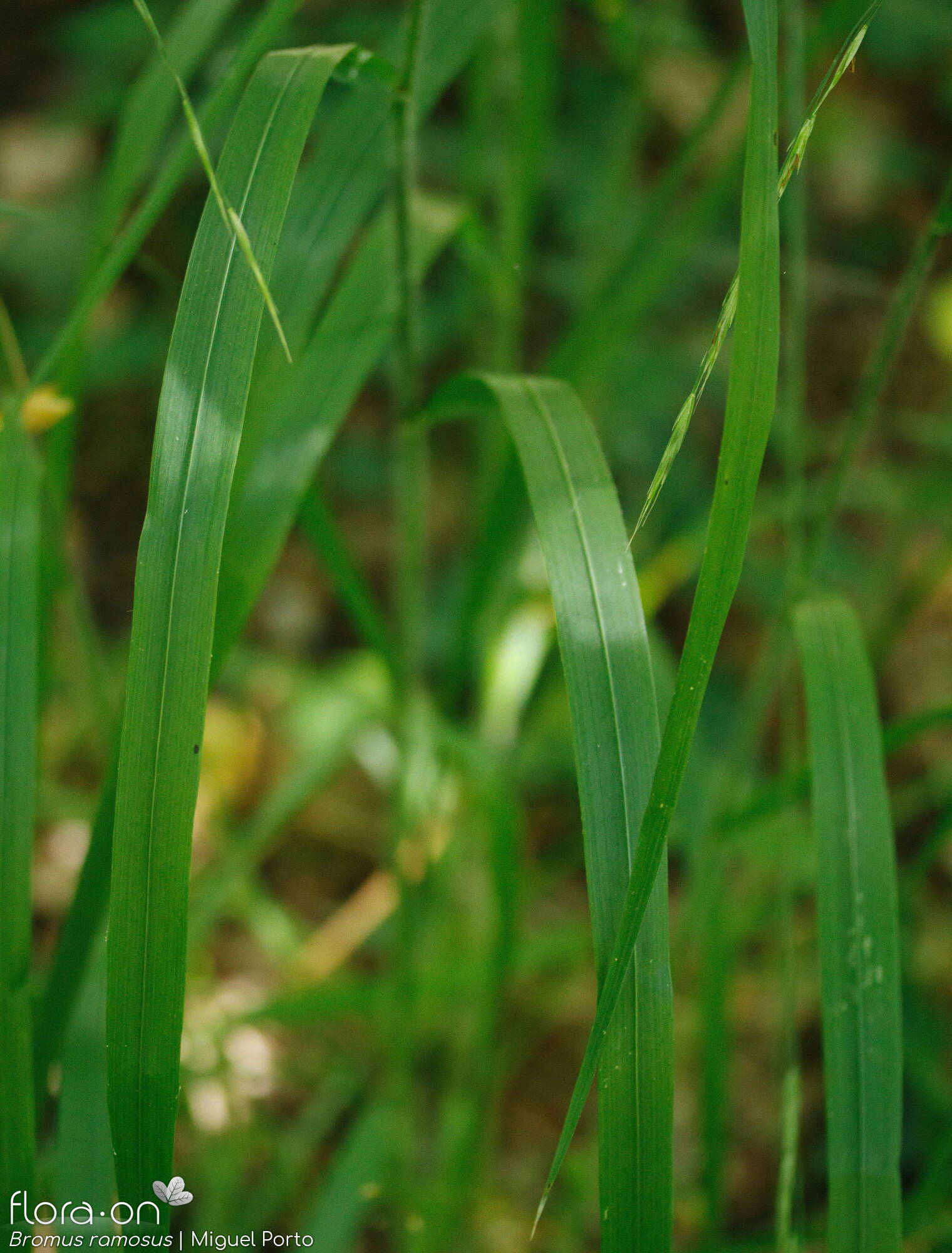 Bromus ramosus - Folha | Miguel Porto; CC BY-NC 4.0