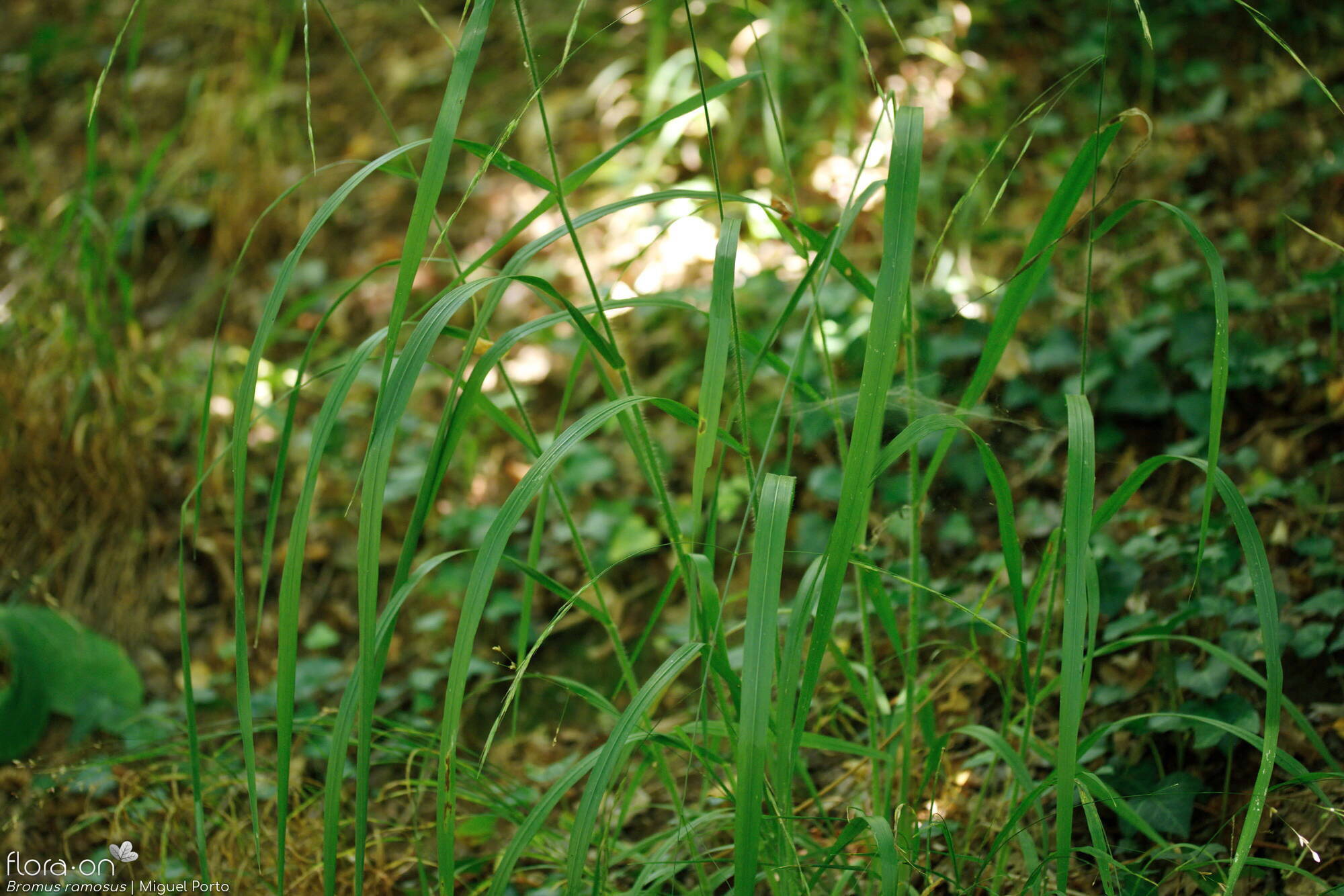 Bromus ramosus - Folha (geral) | Miguel Porto; CC BY-NC 4.0