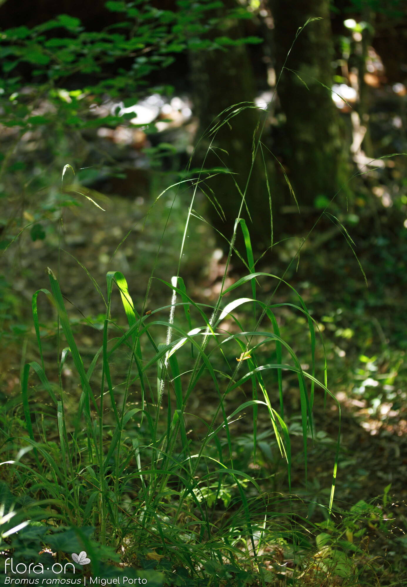 Bromus ramosus - Hábito | Miguel Porto; CC BY-NC 4.0