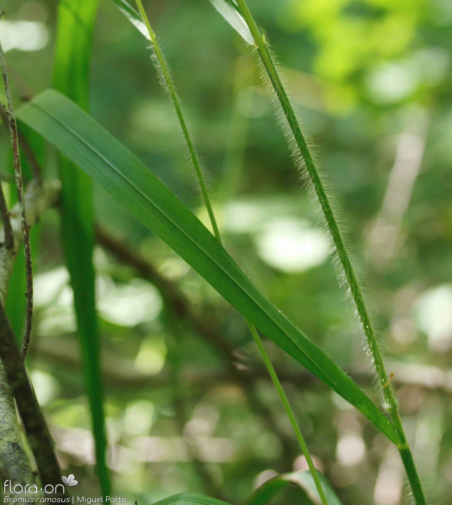 Bromus ramosus - Folha | Miguel Porto; CC BY-NC 4.0