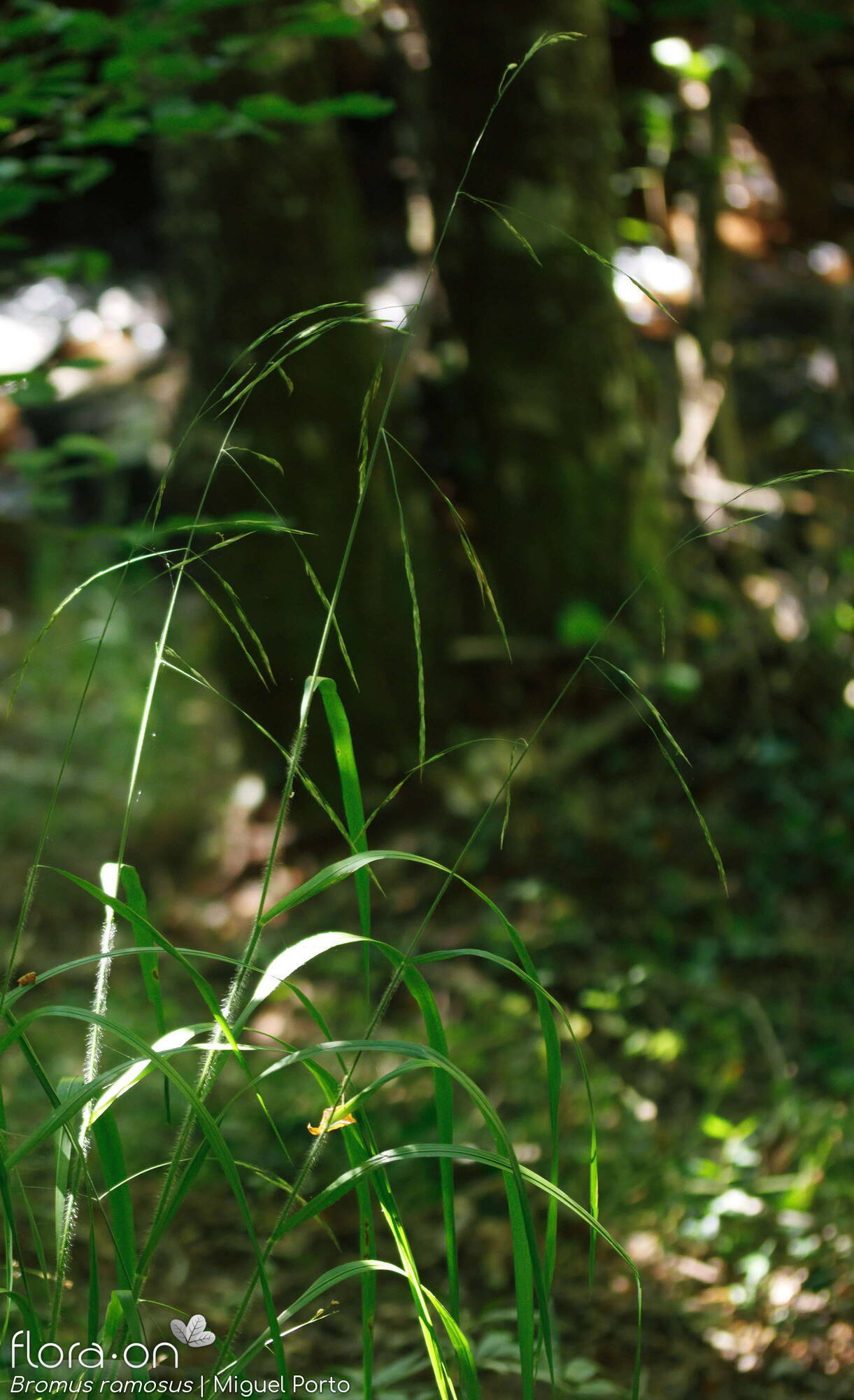 Bromus ramosus - Hábito | Miguel Porto; CC BY-NC 4.0