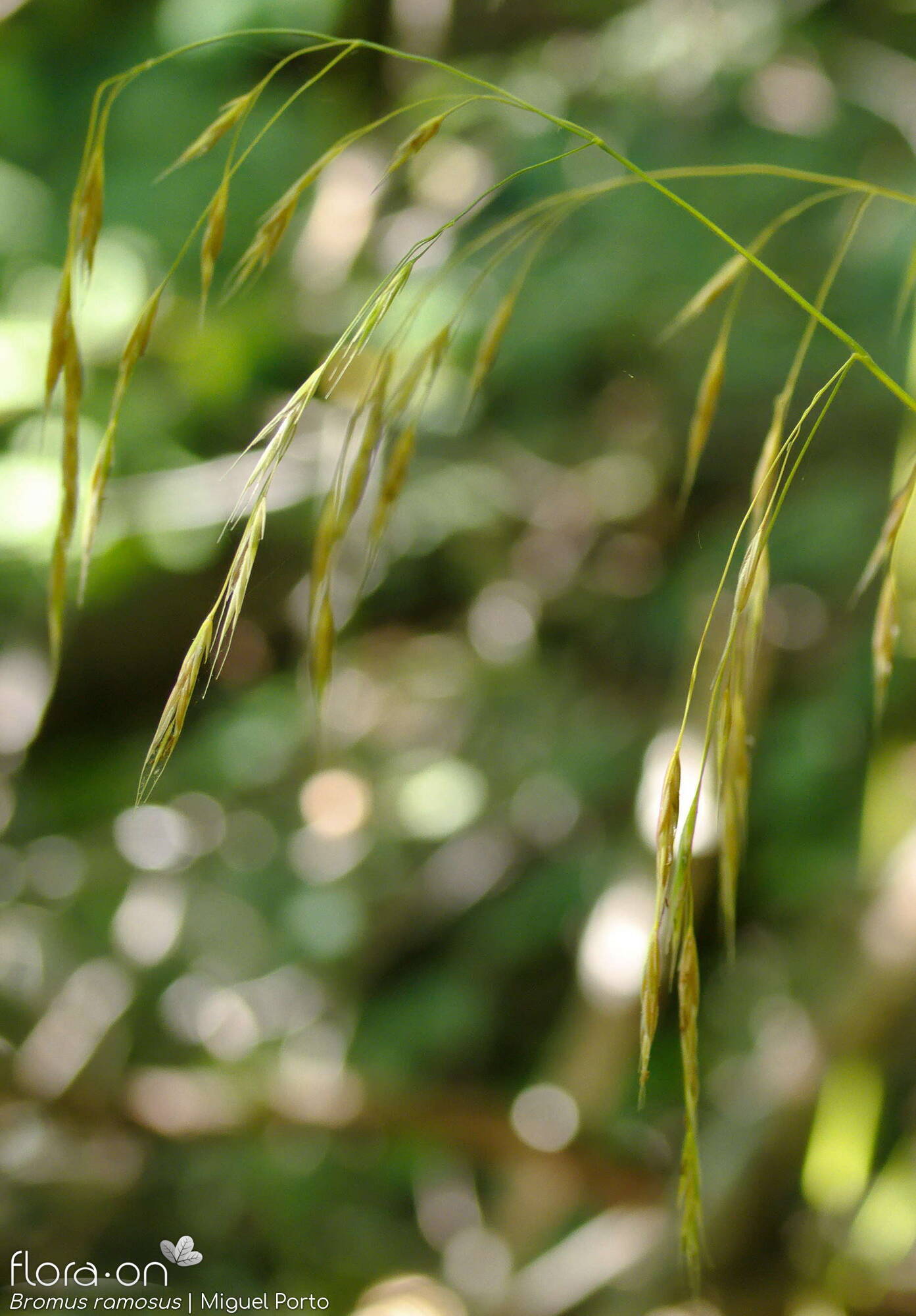 Bromus ramosus - Flor (geral) | Miguel Porto; CC BY-NC 4.0