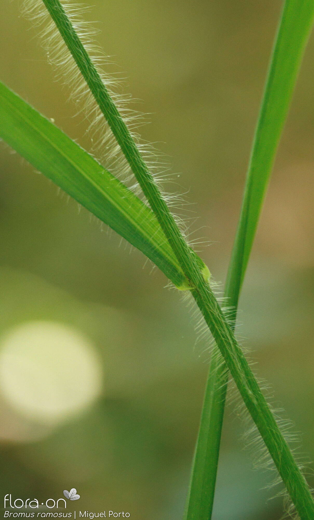 Bromus ramosus - Caule | Miguel Porto; CC BY-NC 4.0