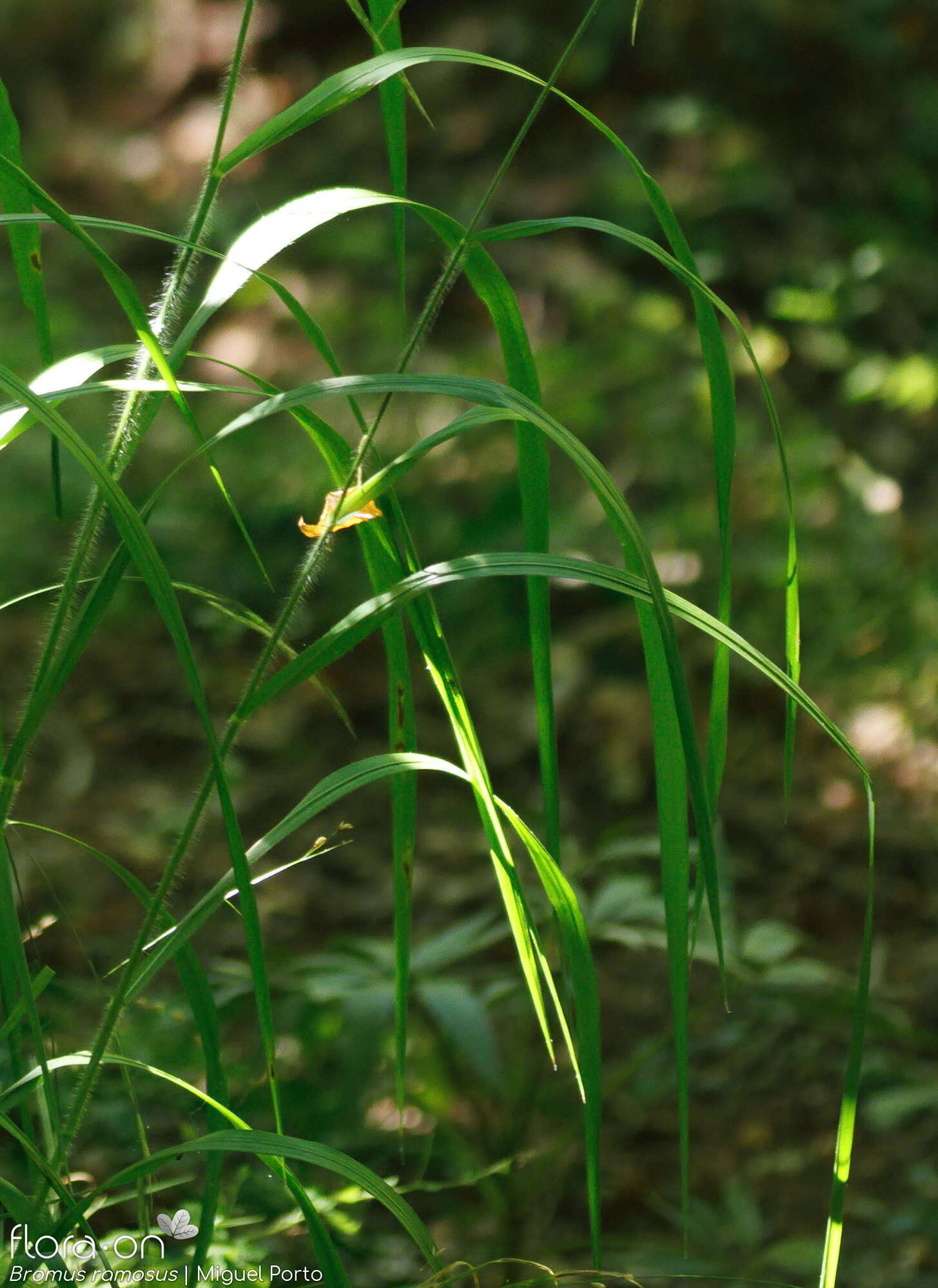 Bromus ramosus - Folha (geral) | Miguel Porto; CC BY-NC 4.0