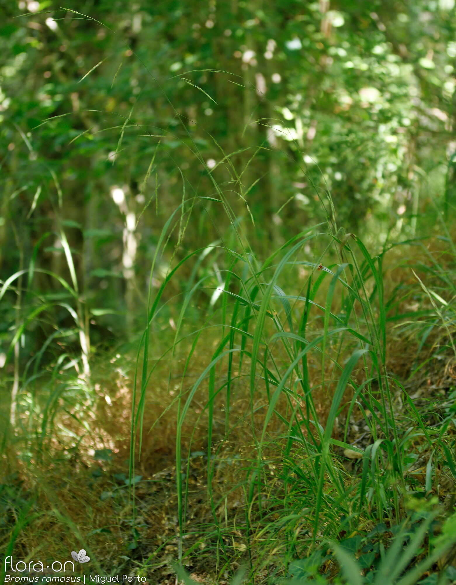 Bromus ramosus - Hábito | Miguel Porto; CC BY-NC 4.0