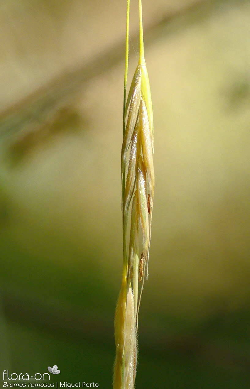 Bromus ramosus - Espigueta | Miguel Porto; CC BY-NC 4.0