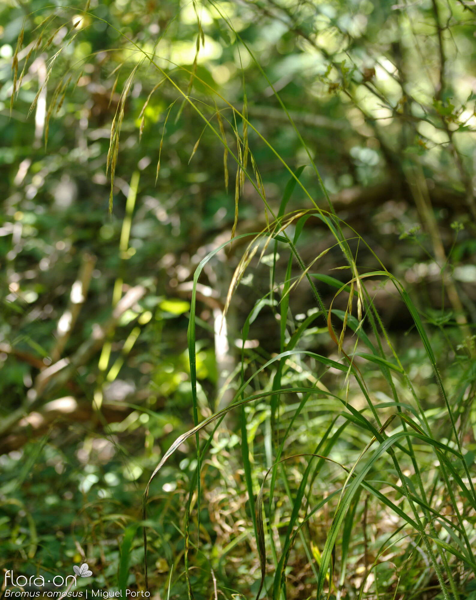 Bromus ramosus - Hábito | Miguel Porto; CC BY-NC 4.0