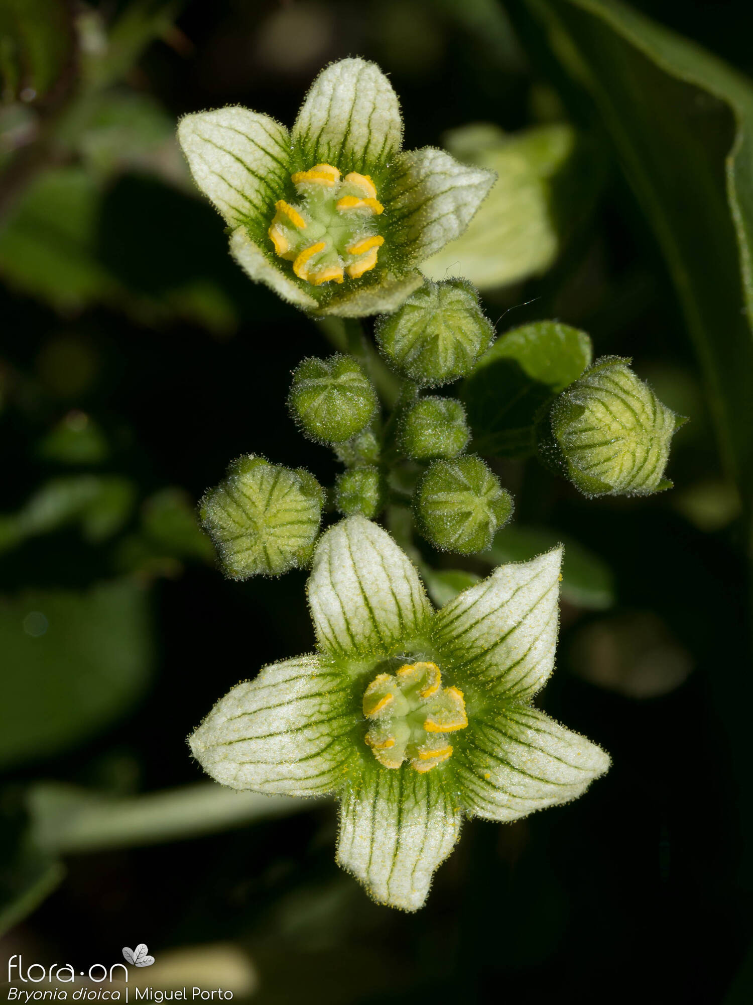 Bryonia dioica - Flor (geral) | Miguel Porto; CC BY-NC 4.0