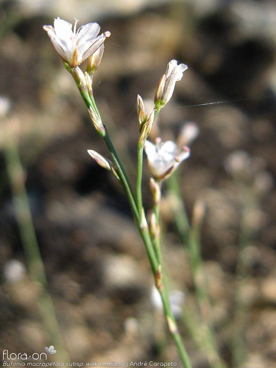 Bufonia macropetala willkommiana - Flor (geral) | André Carapeto; CC BY-NC 4.0