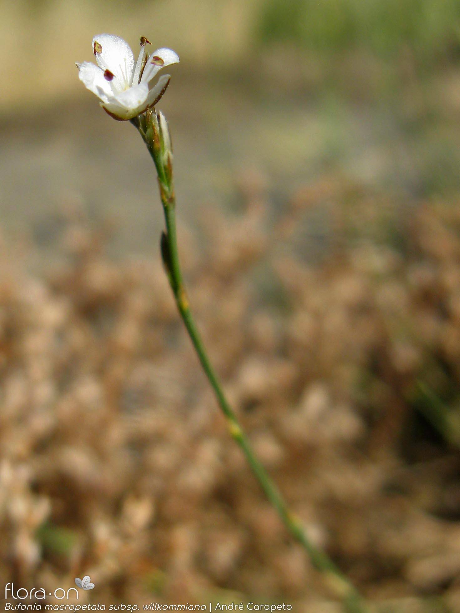 Bufonia macropetala willkommiana - Flor (geral) | André Carapeto; CC BY-NC 4.0