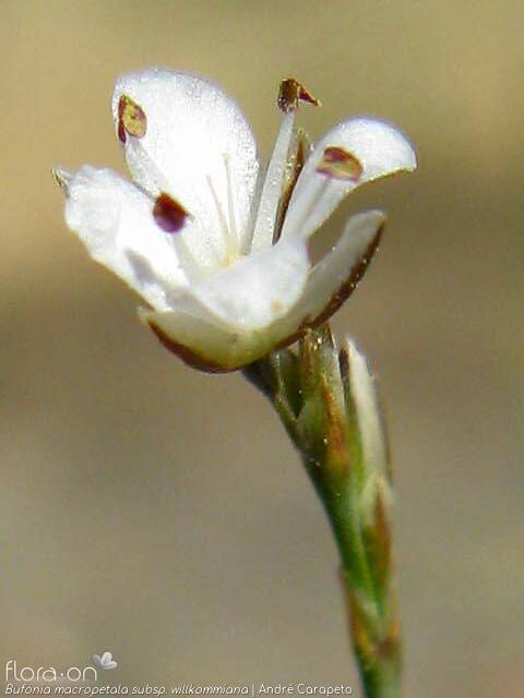 Bufonia macropetala willkommiana - Flor (close-up) | André Carapeto; CC BY-NC 4.0