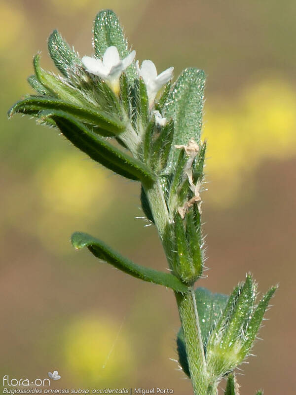 Buglossoides arvensis occidentalis - Flor (close-up) | Miguel Porto; CC BY-NC 4.0