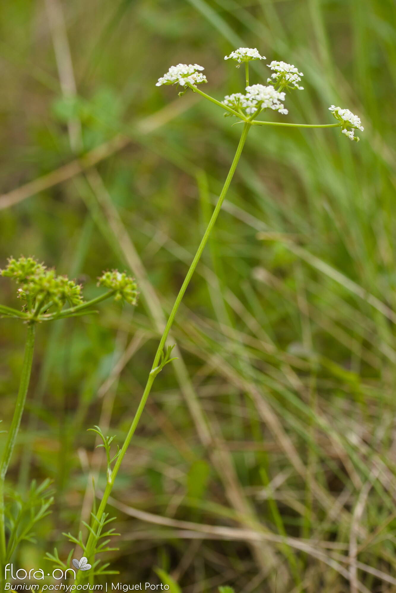 Bunium pachypodum - Flor (geral) | Miguel Porto; CC BY-NC 4.0