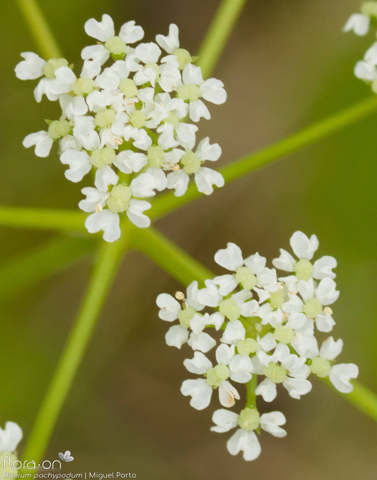 Bunium pachypodum - Flor (close-up) | Miguel Porto; CC BY-NC 4.0